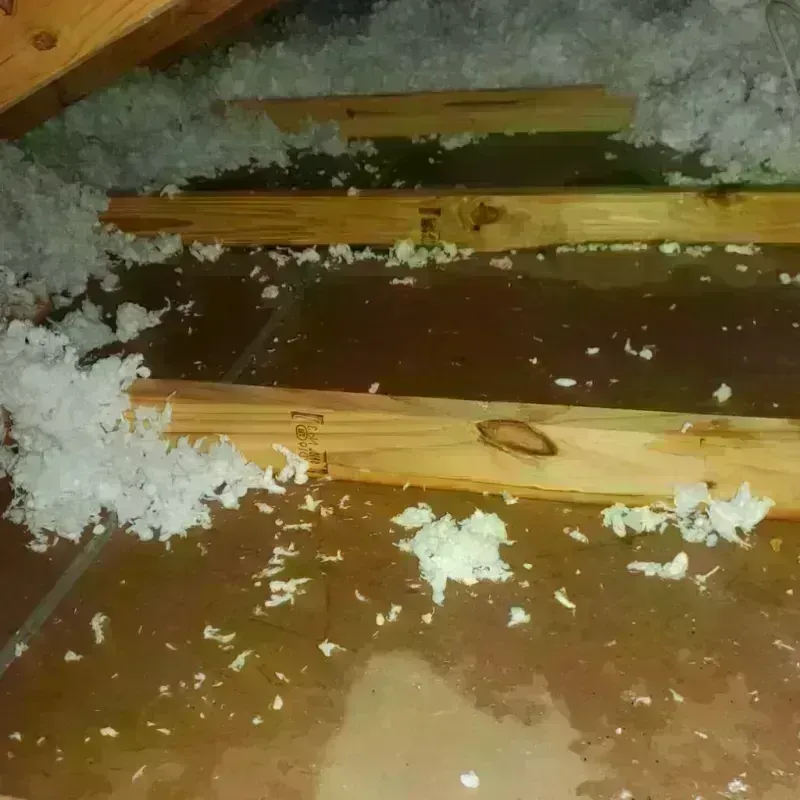 Attic Water Damage in Johnson County, KS