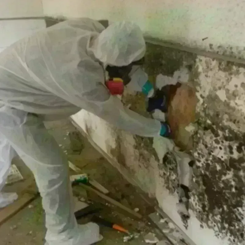 Mold Remediation and Removal in Johnson County, KS